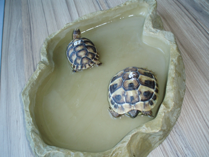 08_05_želvy_001.JPG