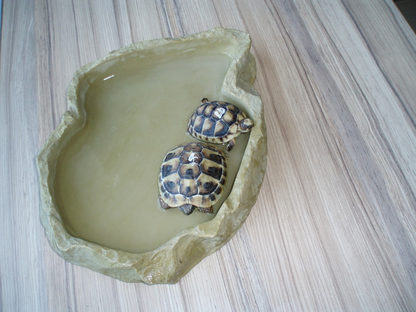 08_05_želvy_012.JPG